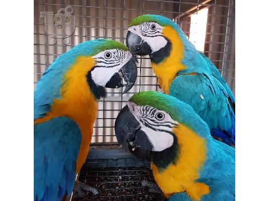 Loros guacamayos escarlata machos y hembras
